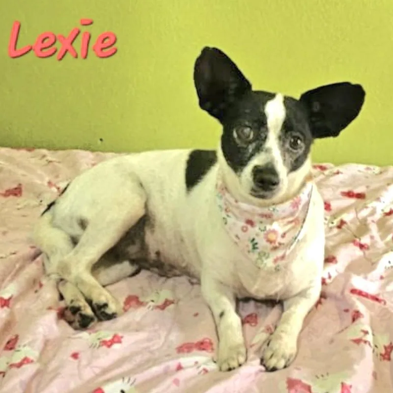 Lexie "a Confident Little thumbnail 3