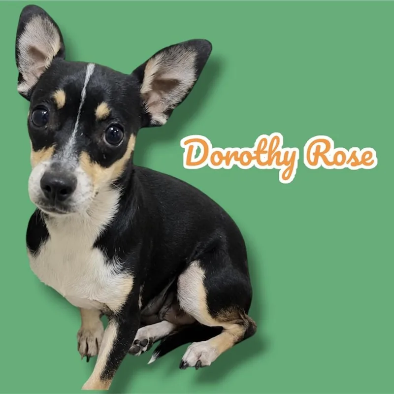 Dorothy Rose