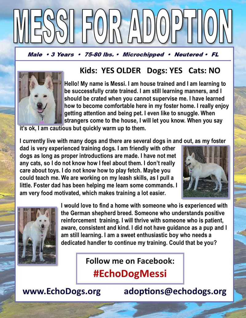 An adult large-sized male White German Shepherd dog named Messi for adoption in Londonderry, NH