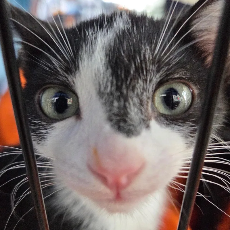A baby small-sized male Black American Shorthair cat named Arnold and The Rock for adoption in New York, NY