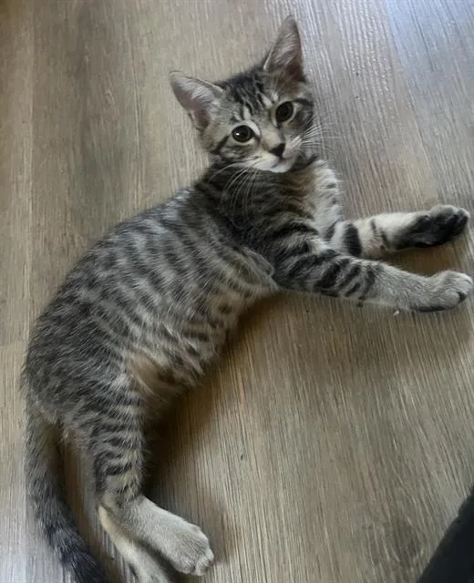 A baby small-sized female Domestic Short Hair cat named Pepper for adoption in Sacramento, CA