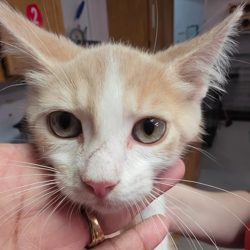 A baby small-sized male Orange / Red Domestic Short Hair cat named Peanut for adoption in Leander, TX