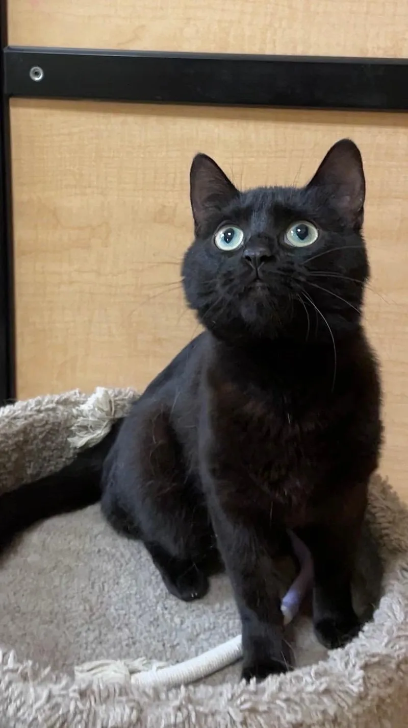 A baby medium-sized female Black Domestic Short Hair cat named Trina for adoption in Barrington Hills, IL