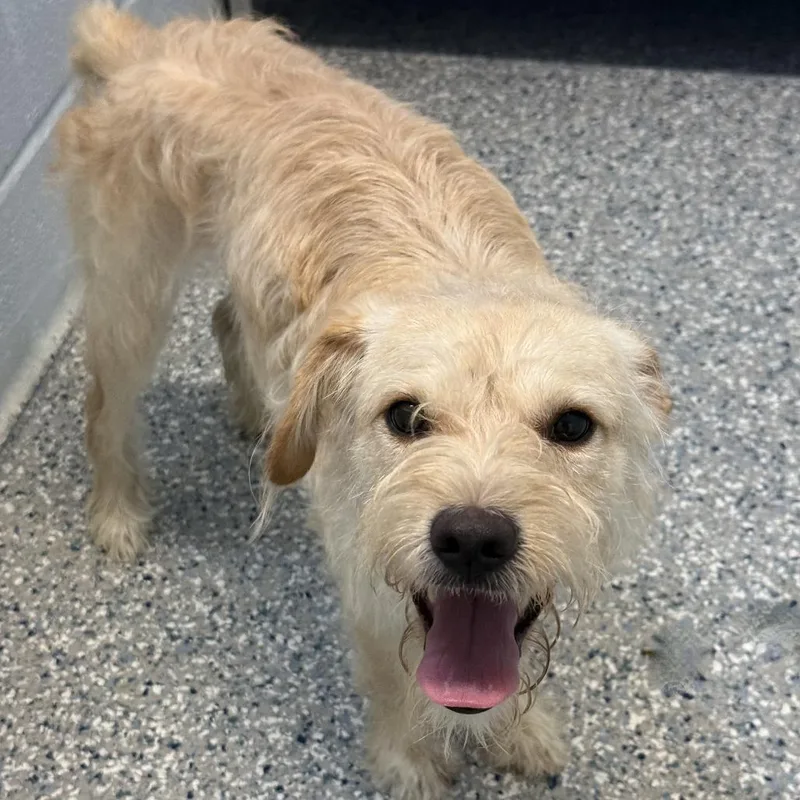 A young small-sized female White / Cream Terrier dog named Beetle for adoption in Livingston, TX