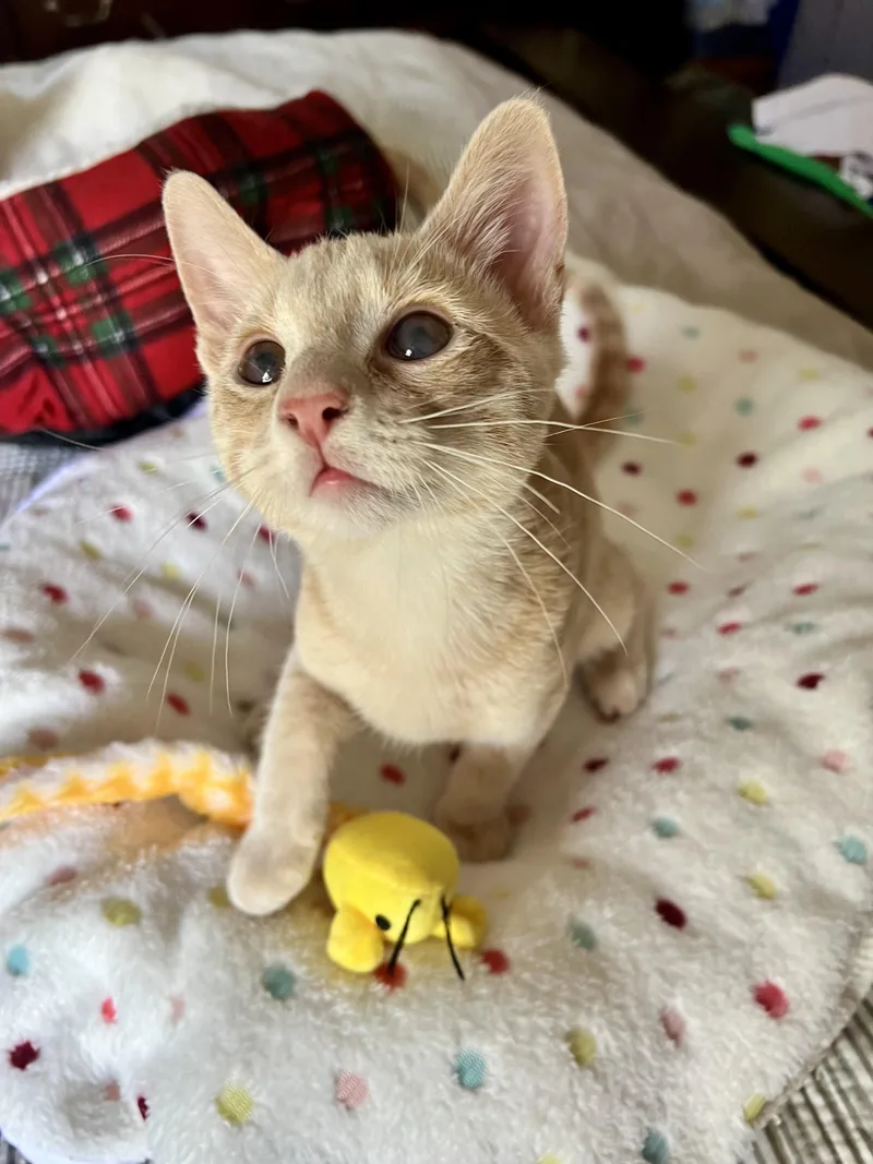 A baby medium-sized male Buff & White Domestic Short Hair cat named Gunnar& Everettbonded brothers for adoption in Mount Juliet, TN