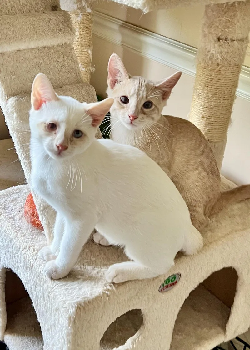 Gunnar& Everettbonded brothers thumbnail 2