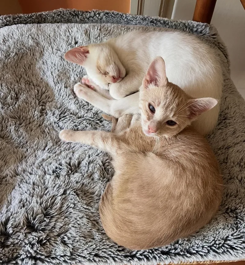 Gunnar& Everettbonded brothers thumbnail 4