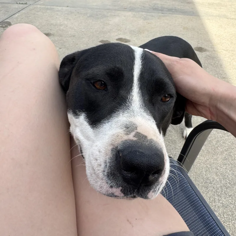 A young medium-sized female Black Staffordshire Bull Terrier dog named Sophie for adoption in Cincinnati, OH