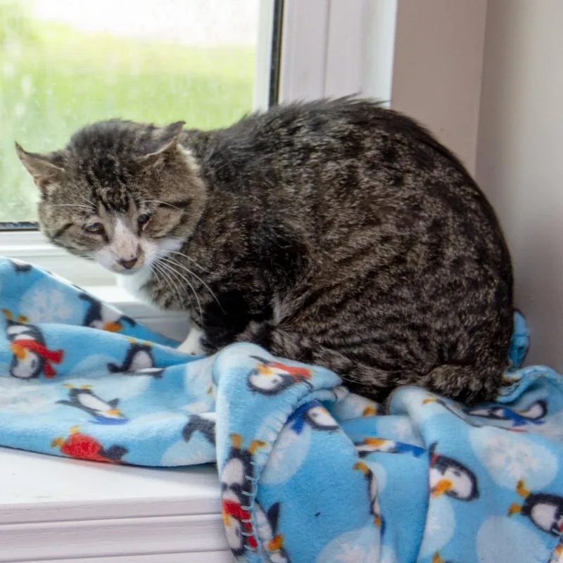 An adult large-sized male Gray / Blue / Silver Domestic Short Hair cat named Steven for adoption in Wichita, KS
