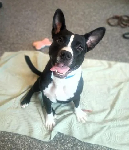 A young large-sized male Pit Bull Terrier dog named Ollie for adoption in Westland, MI