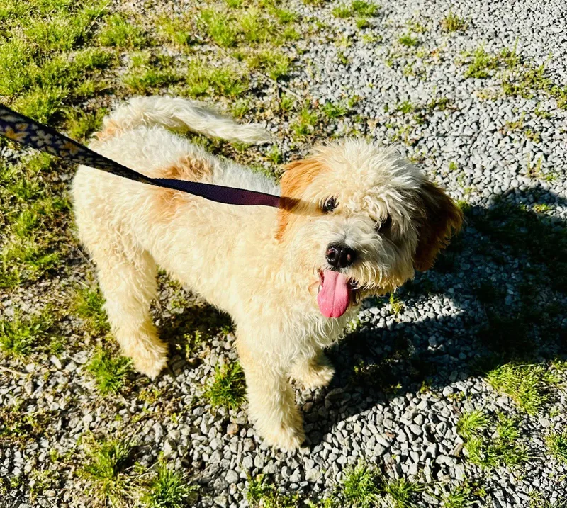A young medium-sized female Cavalier King Charles Spaniel dog named Bella for adoption in Westwood, NJ