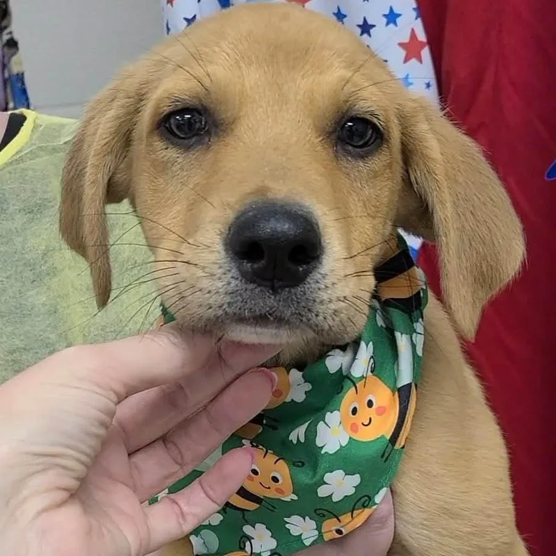A young medium-sized male Golden Labrador Retriever dog named Hayden for adoption in Woolwich, ME