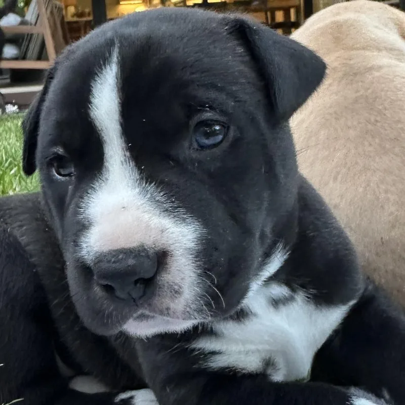 A baby small-sized male Black Pit Bull Terrier dog named Oscar for adoption in Austin, TX