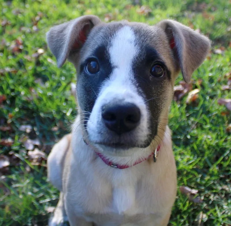 A baby medium-sized male Mixed Breed dog named Clark for adoption in Grand Rapids, MI