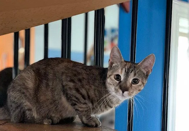 An adult medium-sized female Domestic Short Hair cat named Pancake for adoption in Island Lake, IL