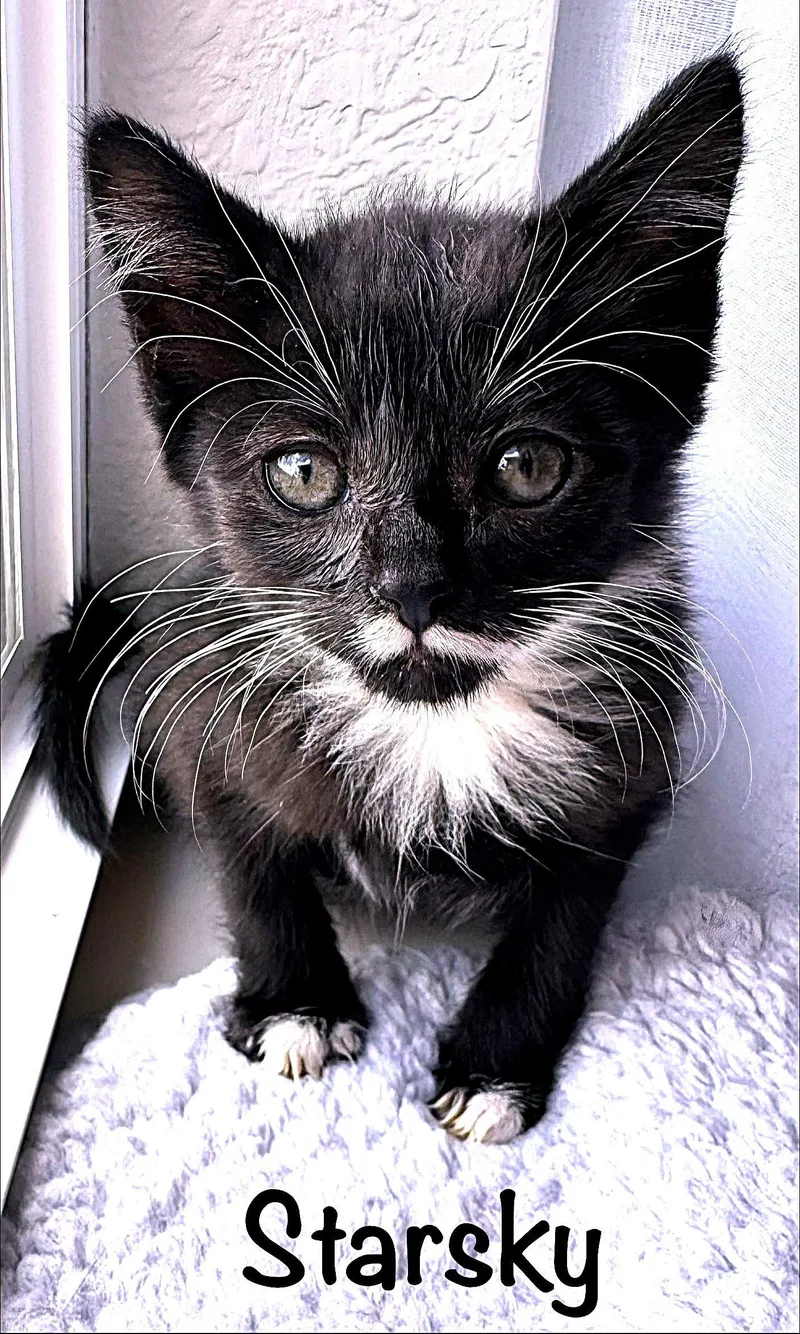 A baby medium-sized male Tuxedo cat named Starsky for adoption in Fort Myers, FL