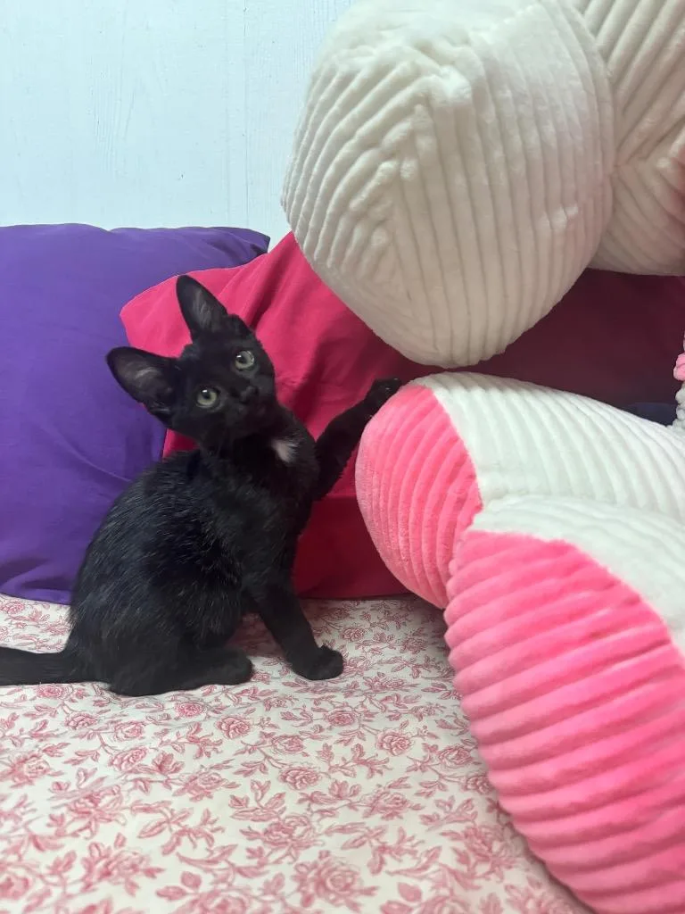 A baby medium-sized female Domestic Medium Hair cat named Spike for adoption in Luling, TX