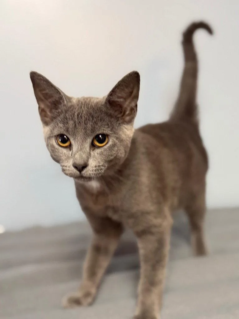 A baby small-sized female Domestic Short Hair cat named Persimmon for adoption in Lovingston, VA