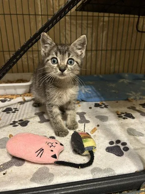 A baby medium-sized male Tabby cat named Mitch for adoption in Orlando, FL
