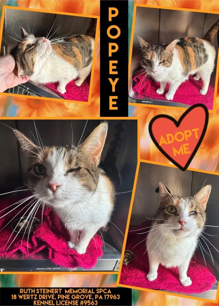 An adult medium-sized female Domestic Short Hair cat named Popeye for adoption in Pine Grove, PA