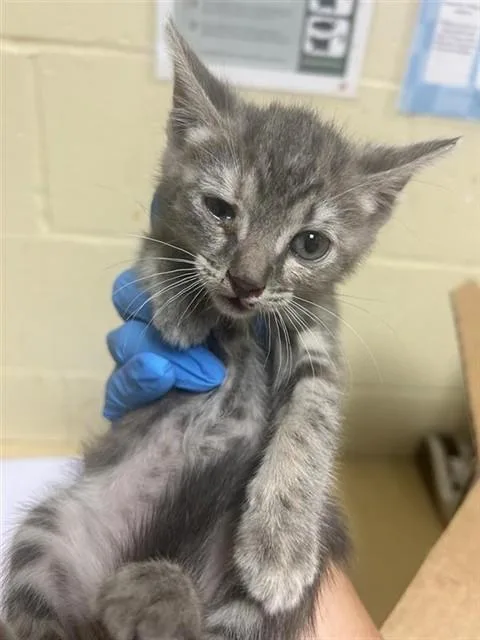 A baby small-sized female Domestic Short Hair cat named Big Boi for adoption in Sacramento, CA