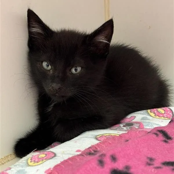 A baby small-sized male Black Domestic Short Hair cat named Raven for adoption in Long Beach, CA