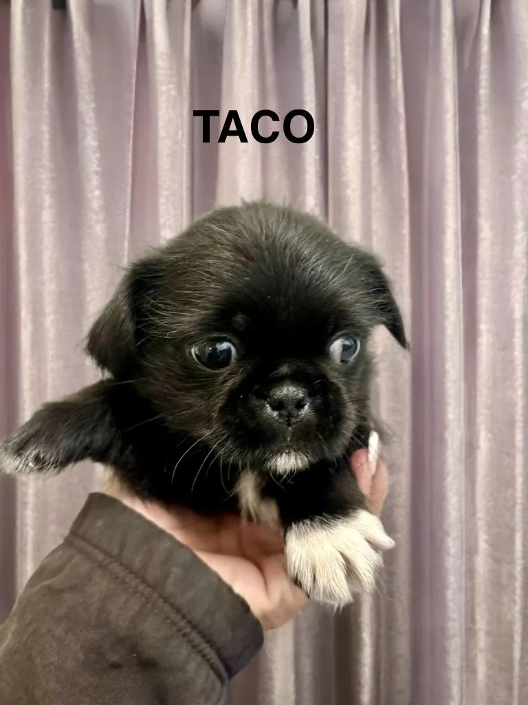 A baby small-sized male Pug dog named Taco for adoption in Sumter, SC