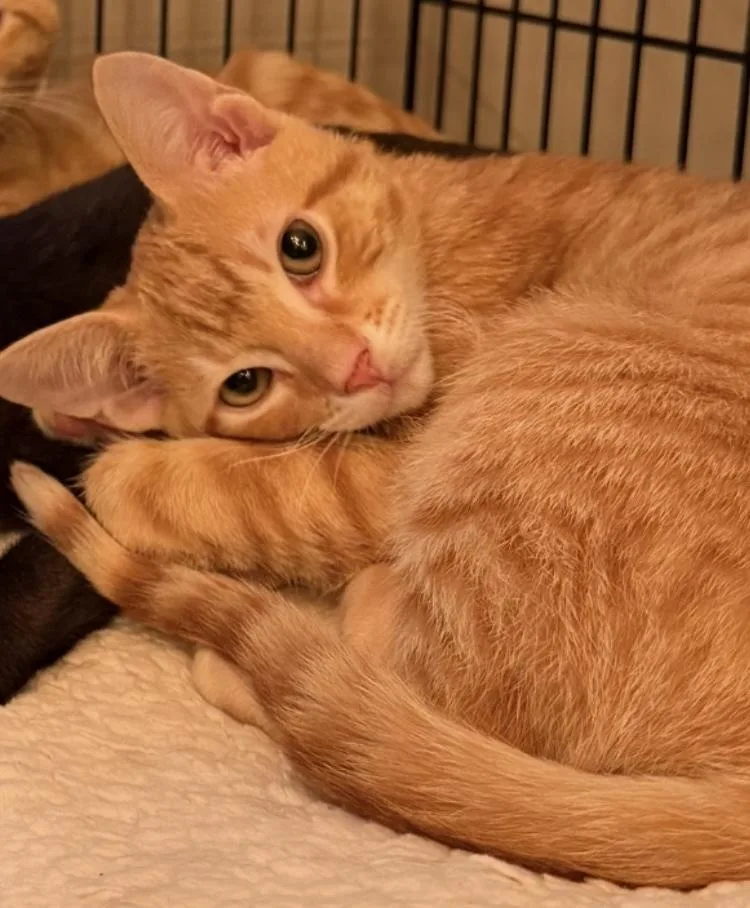 A young small-sized male Domestic Short Hair cat named Devon for adoption in Covington, LA