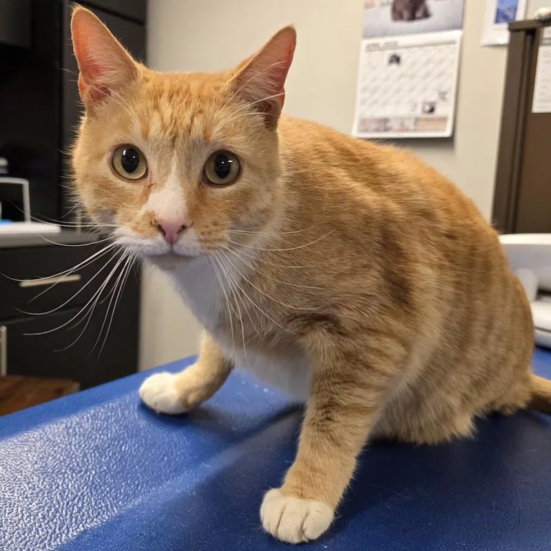An adult large-sized male Domestic Short Hair cat named Vulcan for adoption in Yankton, SD