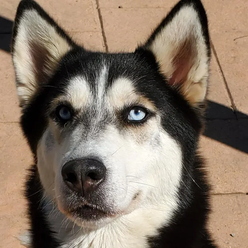 An adult medium-sized female Husky dog named Sasha for adoption in Columbia, IL