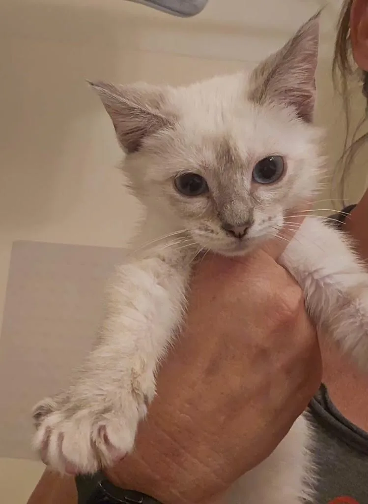 A baby small-sized female Lilac Point Siamese cat named Coconut for adoption in Mesa, AZ