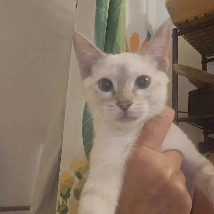 Coconut thumbnail 2