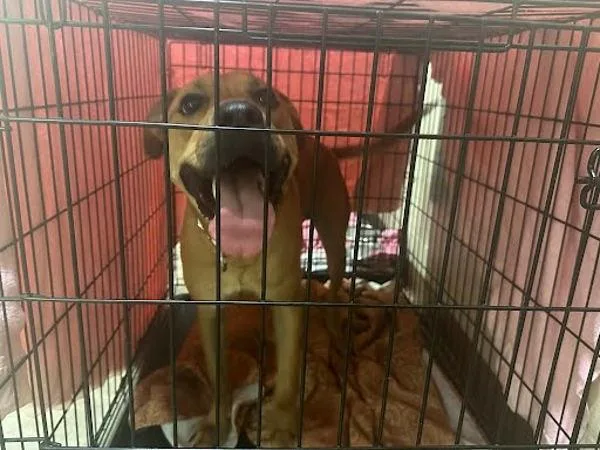 A young large-sized male Labrador Retriever dog named Max for adoption in Austin, TX
