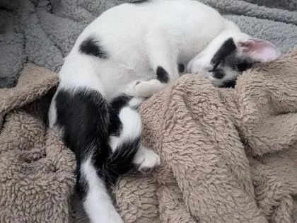 Porter Pounce thumbnail 2