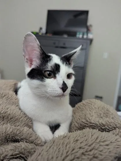 Porter Pounce thumbnail 3