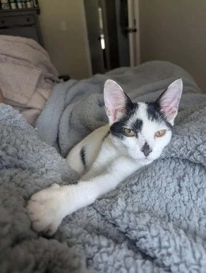 Porter Pounce thumbnail 6