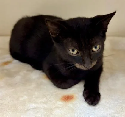 A baby small-sized male Domestic Short Hair cat named Sabado for adoption in Chamblee, GA