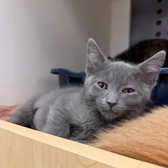 A baby small-sized female Gray / Blue / Silver Domestic Short Hair cat named Butter for adoption in South Elgin, IL