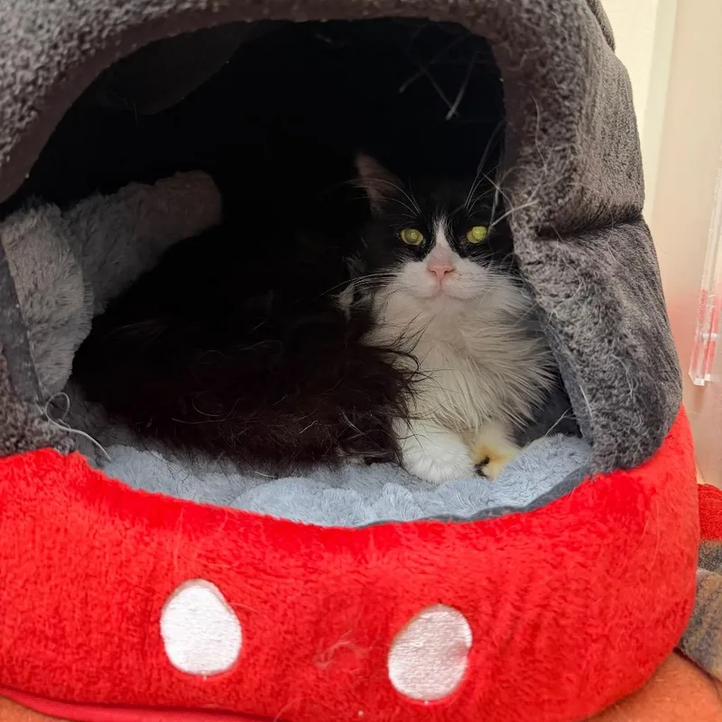 An adult medium-sized male Black Domestic Short Hair cat named Oakey for adoption in Fredericksburg, VA
