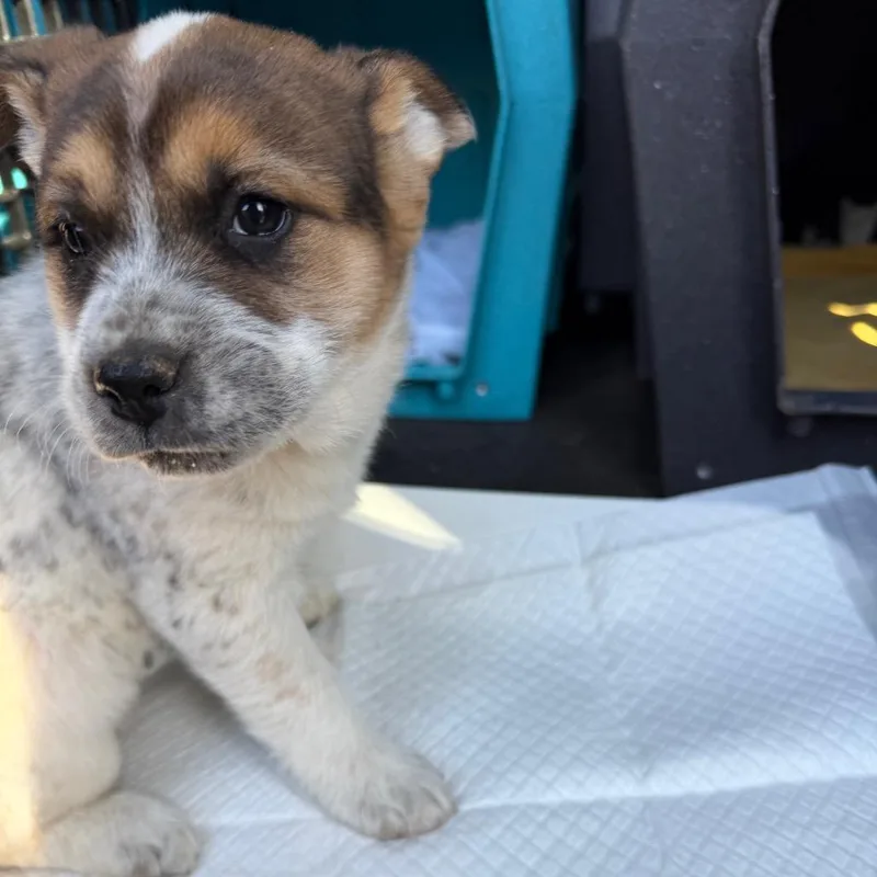 Daphne Kluger thumbnail 2