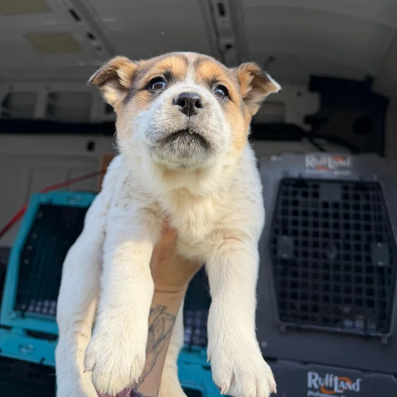 Daphne Kluger thumbnail 3