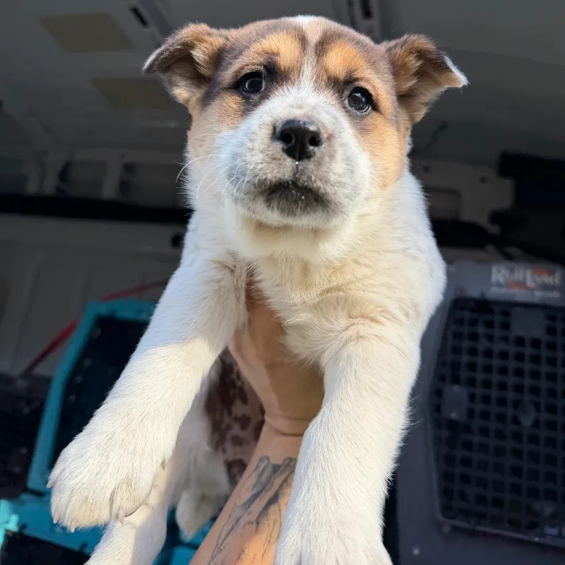 Daphne Kluger thumbnail 4