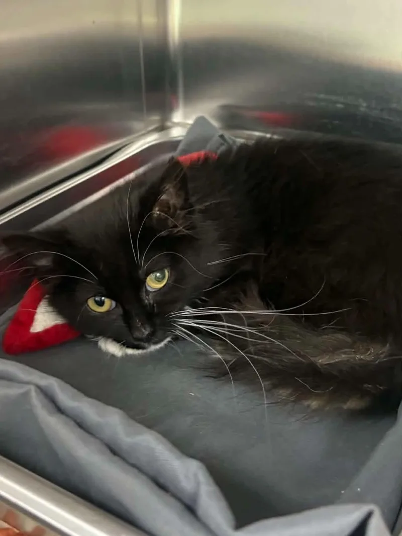 A young medium-sized female Domestic Medium Hair cat named Darla for adoption in Covington, VA