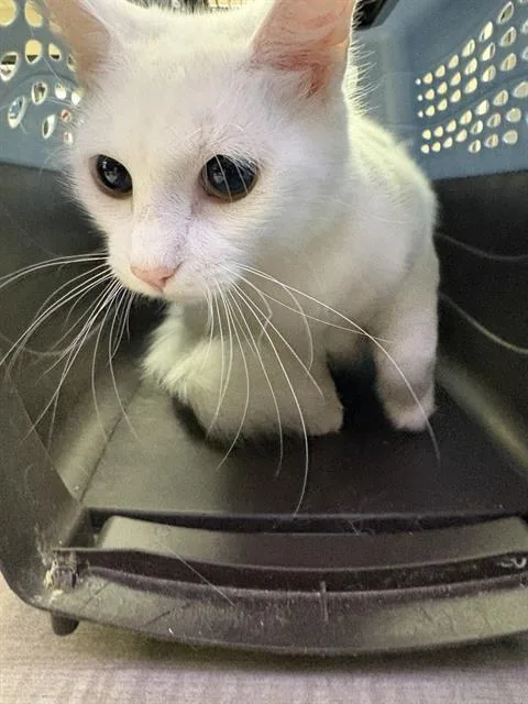 An adult large-sized female Domestic Medium Hair cat named Winger for adoption in Sugar Land, TX
