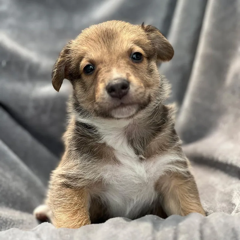 A baby medium-sized male Spaniel dog named Japan Pup  Seto for adoption in San Diego, CA