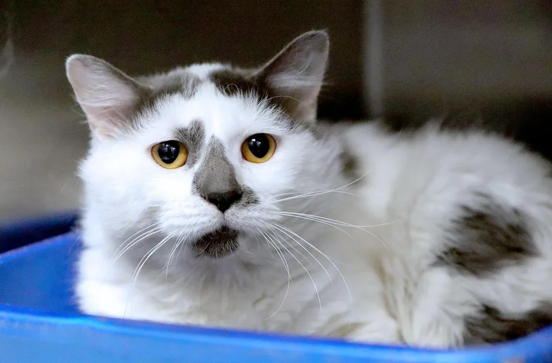 A young medium-sized male Domestic Long Hair cat named Lion for adoption in Kansas City, KS