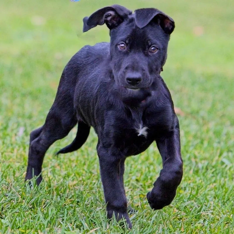 A young medium-sized female Black Mixed Breed dog named Rachel for adoption in South Elgin, IL