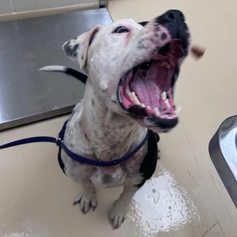 An adult large-sized male White / Cream Mixed Breed dog named Dodge for adoption in Winston-Salem, NC