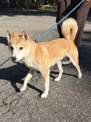 An adult medium-sized female Shiba Inu dog named Kenzo for adoption in Huntington, NY