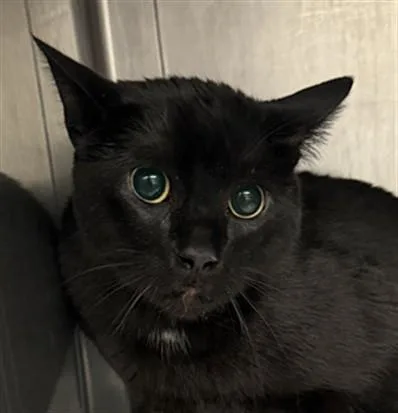 An adult small-sized male Domestic Short Hair cat named Spunky for adoption in Chatsworth, CA